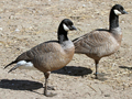 Ridgway's Cackling Geese